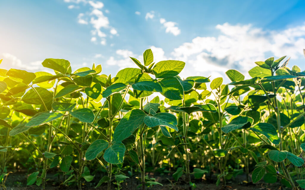 Plantação de soja
